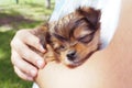 a little cute brown puppy sleeps on a manÃ¢â¬â¢s hand. Summer walk in the park.